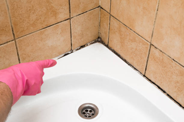 Best Attic Mold Removal  in Cottage Grove, OR